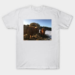 Scottish Highland Cattle Bulls 2255 T-Shirt